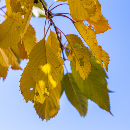 cherry tree leaves under blue sky in harmonic yellow  autumn colorsの写真素材
