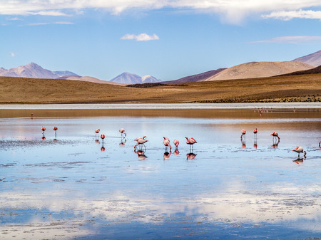 Pink flamingos in wild nature of Bolivia, Eduardo Avaroa National Park, South Americaの写真素材