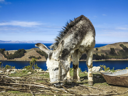 Donkey on Isla del Sol, Titicaca lake, Boliviaの写真素材