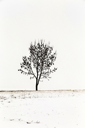 white icy trees in harmonic snow covered landscapeの写真素材