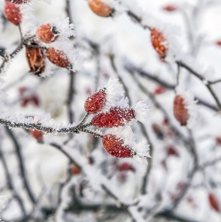 rose hips in detail in winterの写真素材