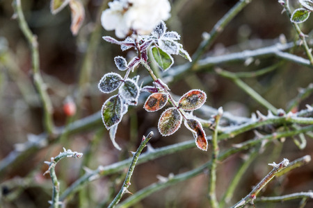 icy rose flower plant in winter with iceの写真素材