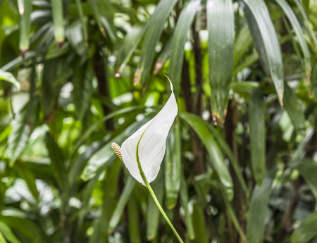 White Calla Lily with harmonic soft tropical backgroundの写真素材