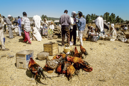 AXUM, ETHIOPIA - JULY 1, 1998: people at central market in Axum, Ethiopia. In foreground cocks. People are extremely poor and the central market is also a place to change goods.のeditorial素材