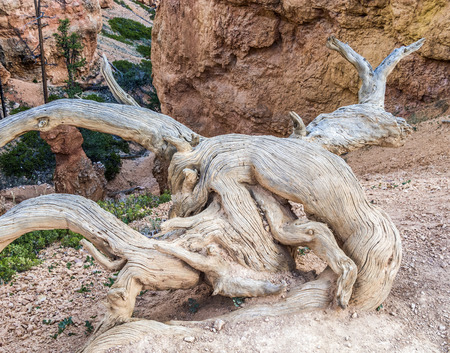 Pattern of dried root wood in the desert at Bryce Canyonの写真素材