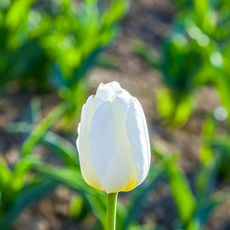 Spring field with many colorful  blooming  tulipsの写真素材