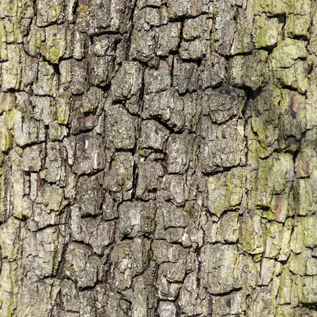 close up of bark of an oak tree gives a harmonic patternの写真素材