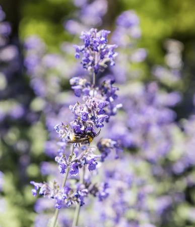 bee flies from flower to flower in springtimeの写真素材