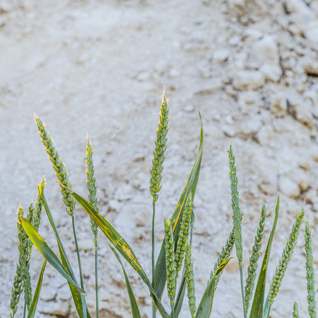 corn field in detail with ripe corn