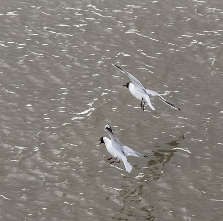 seagull at the coast flying and swimming in the baltic sea