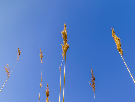 reed grass in backwater under blue sky