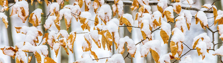 leaves in autumn color covered by snow give a harmonic backgroundの写真素材