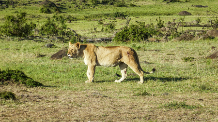Africa. Kenia. lion in Masai Mara National Park.の写真素材