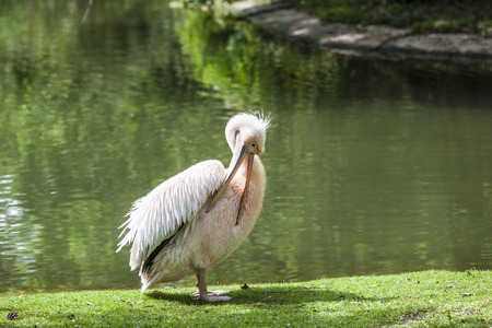White Pelican (Pelecanus onocrotalus) also known as the Eastern White Pelican, Rosy Pelican or White Pelican is a bird in the pelican familyの写真素材