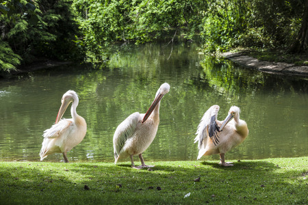 White Pelican (Pelecanus onocrotalus) also known as the Eastern White Pelican, Rosy Pelican or White Pelican is a bird in the pelican familyの写真素材