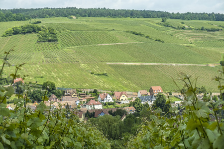 vineyard landscape in region Alsace, France near village of Barr vineyard landscape in region Alsace, France near village of Barr