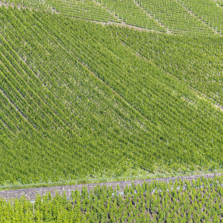 vineyards in the Moselle valley in Trittenheim, Germanyの写真素材