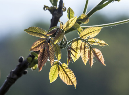 autumn leaves in backlight gives a harmonic autumn feelingの写真素材