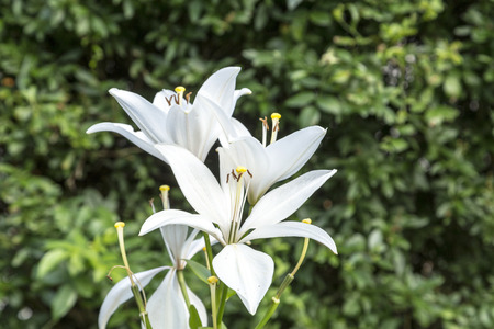 blooming bud of lilly flower grows in the gardenの写真素材