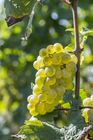 bunch of golden grapes on grapevine right before harvestの写真素材
