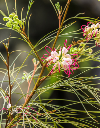 White Calla Lily with harmonic soft tropical backgroundの写真素材