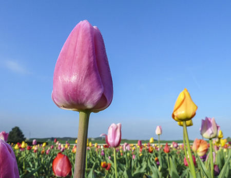 Spring field with blooming colorful tulipsの写真素材