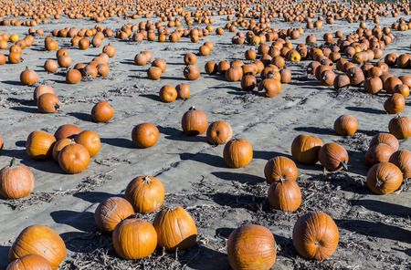 big pumpkins grow on a field in americaの写真素材