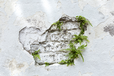 plant grows on old rotten brick wall with peeling colorの写真素材