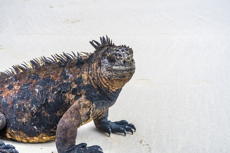 huge marine Iguana at the sandy beachの写真素材