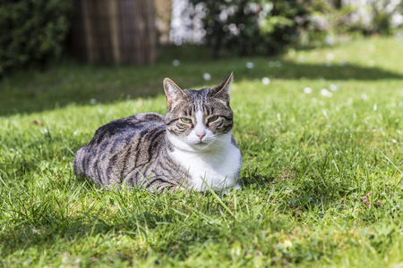 cat enjoys relaxing at the green in the gardenの写真素材