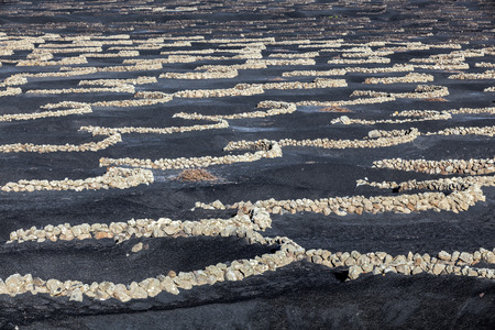 famous vineyards of La Geria on volcanic soil in Lanzarote