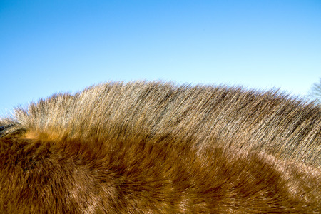 detail of brown horse mane in sunの写真素材