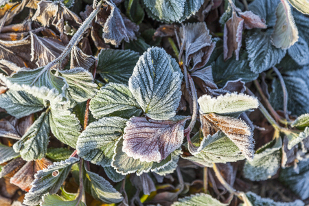 frozen strawberry plants in winter with hoar frostの写真素材
