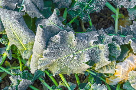 icy leaf of plant in the field in wintertimeの写真素材