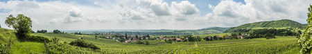 vineyard landscape in region Alsace, France near village of Barr