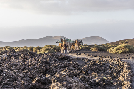 YAIZA, SPAIN - MAR 14, 2017: camel driver guides the camel caravan through the volcanic area of timanfaya national park in Lanzarote.のeditorial素材