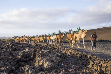 YAIZA, SPAIN - MAR 14, 2017: camel driver guides the camel caravan through the volcanic area of timanfaya national park in Lanzarote.のeditorial素材
