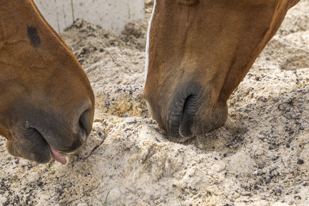 head of horses licking sand and minerals in the corralの写真素材