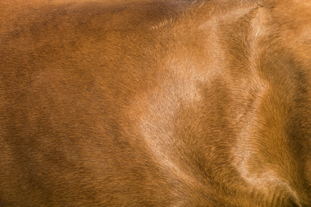 detail of skin of young brown horseの写真素材