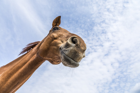 head and neck of horse against blue skyの写真素材