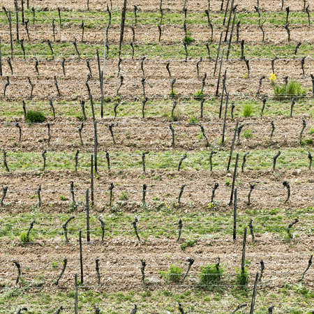 aerial of vineyard in spring with growing vine prages in Ruedesheimの写真素材