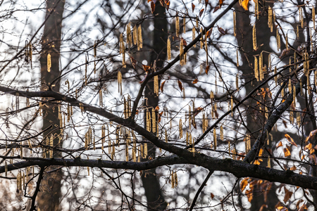 willow catkin in sunlight at the treeの写真素材