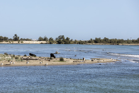 wild bulls praze and rest at a beach in the Rhone delta in the Camarque, Franceの写真素材