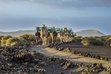 YAIZA, SPAIN - MAR 14, 2017: camel driver guides the camel caravan through the volcanic area of timanfaya national park in Lanzarote.のeditorial素材