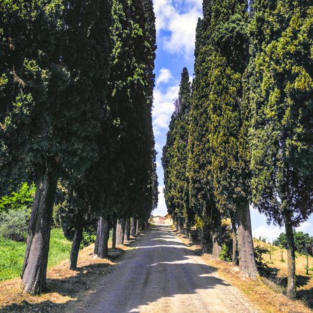 cypress alley in Tuscany, Italyの写真素材