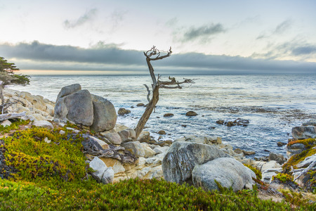 romantic sunrise near Point Lobos with old dried trees at the stone beach and a cypressの写真素材