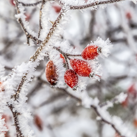 rose hips in detail in winterの写真素材