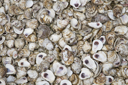 background of many old shells at the floorの写真素材