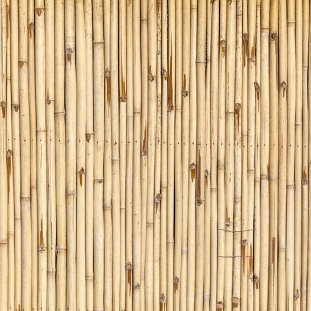 Pattern of bamboo background in yellow colorの写真素材