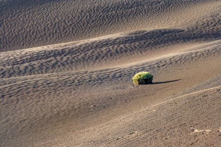 sparse vegetation at the volcanic soil of Timanfaya in Lanzaroteの写真素材